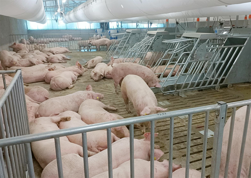 Intelligent pig farming equipment