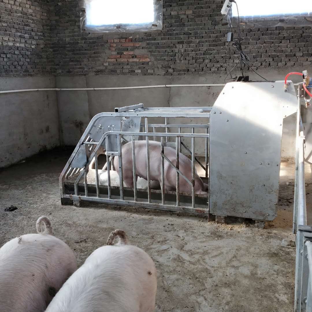 Estación ESF en uso en una granja de cerdas