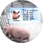 Pig data management